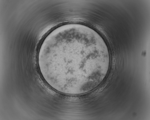 X0000115591071200912081044