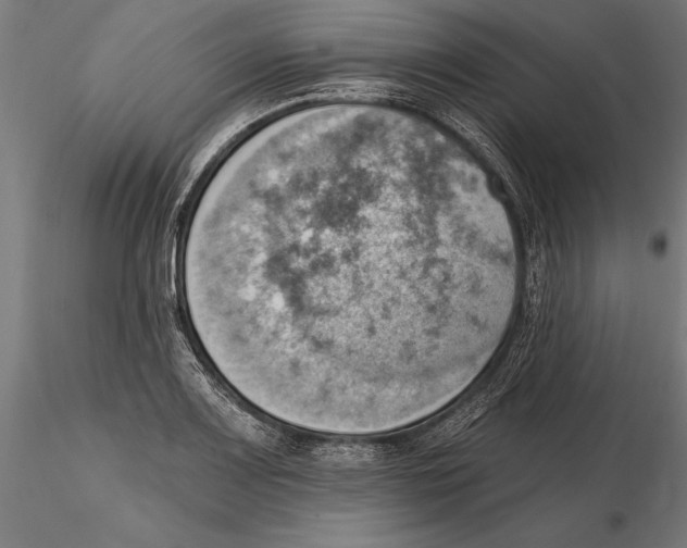 X0000115591083200912081044