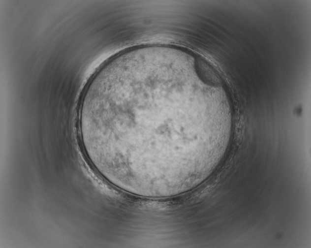 X0000115591086200912081043