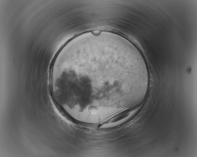 X0000115591095200912081043