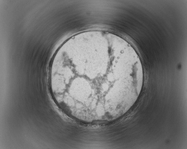 X0000115591099200912081043
