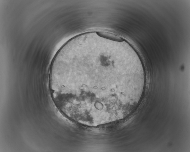 X0000115591102200912081043
