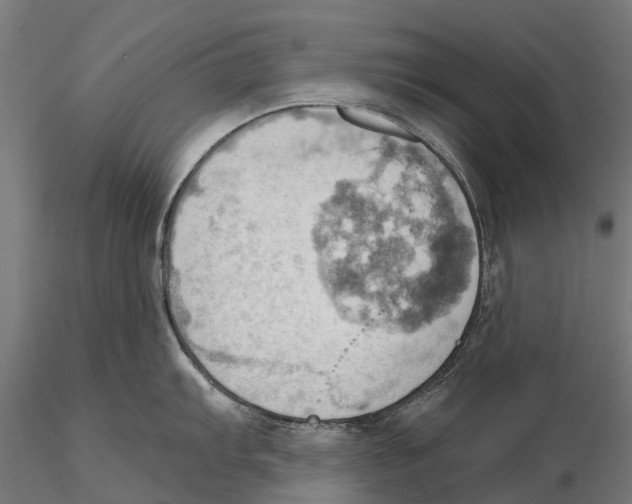 X0000115591103200912081043