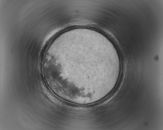 X0000115591114200912081043
