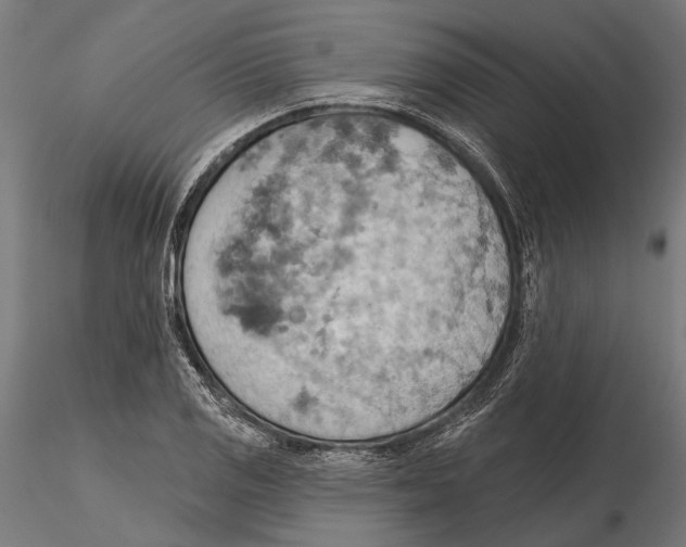 X0000115591125200912081043