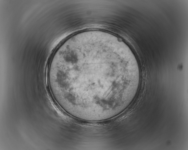 X0000115591127200912081043