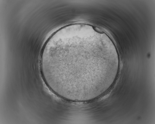 X0000115591149200912081043