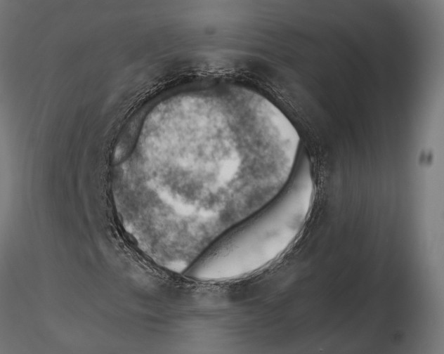 X0000115591153200912081043