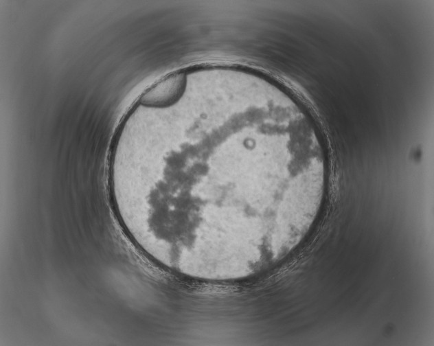 X0000115591183200912081042