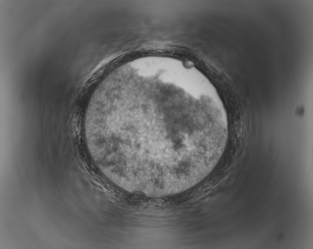 X0000115591206200912081041