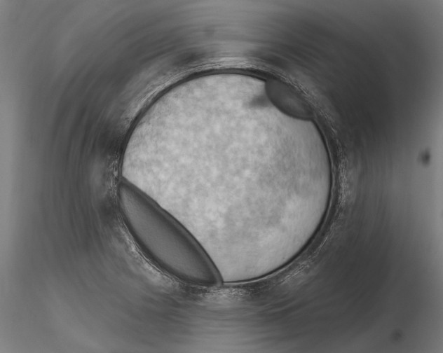 X0000115591225200912081042