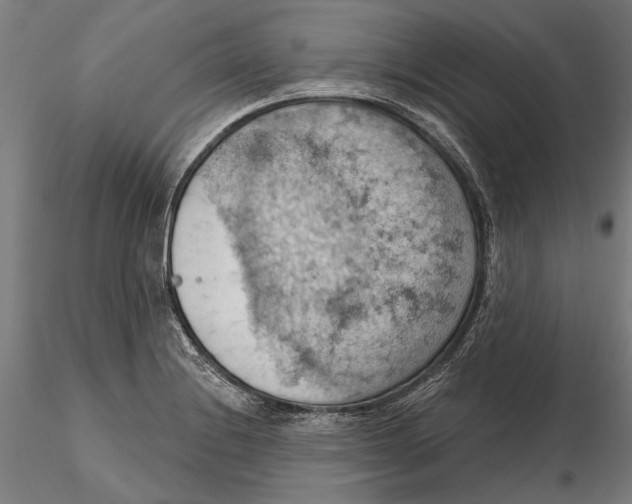 X0000115591228200912081042