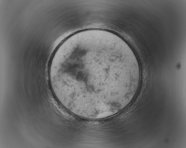 X0000115591230200912081042