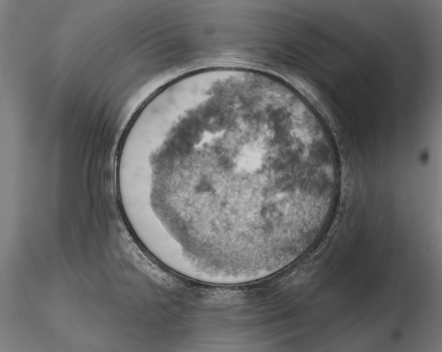X0000115591238200912081042