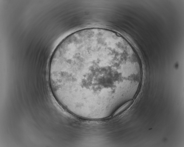 X0000115591246200912081042