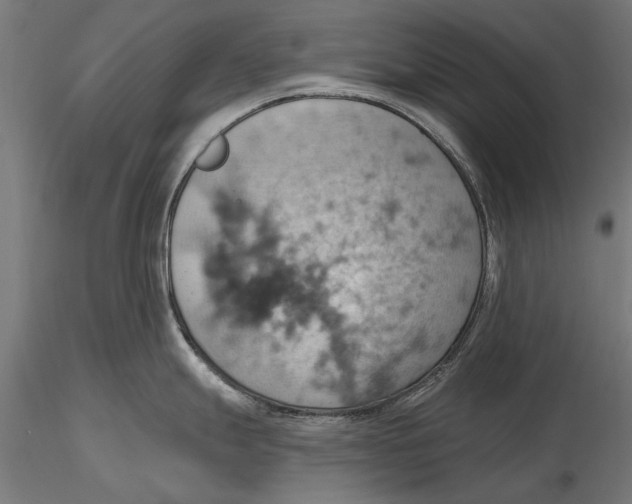 X0000115591247200912081042