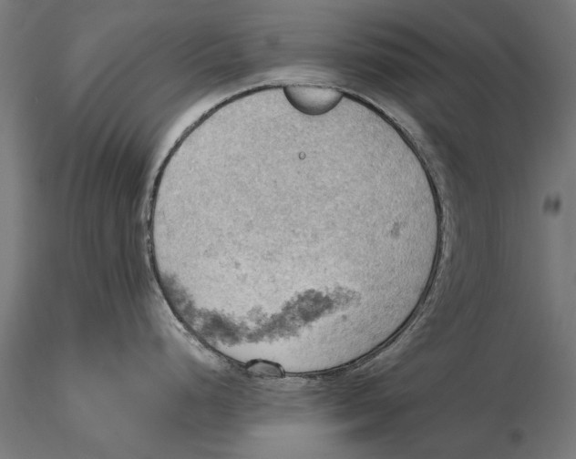 X0000115591248200912081042
