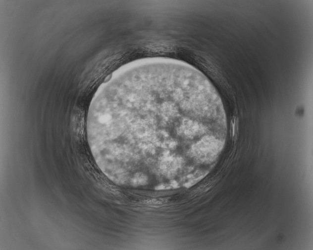 X0000115591251200912081041