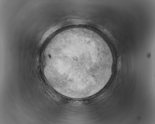 X0000115591261200912081041