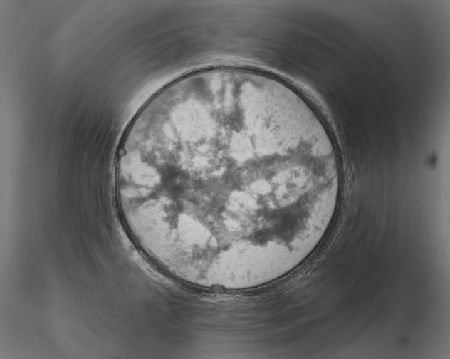 X0000115591287200912081041