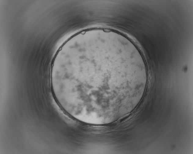 X0000115591295200912081041