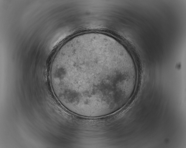 X0000115591306200912081040