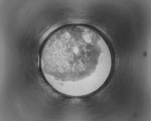 X0000115591317200912081040