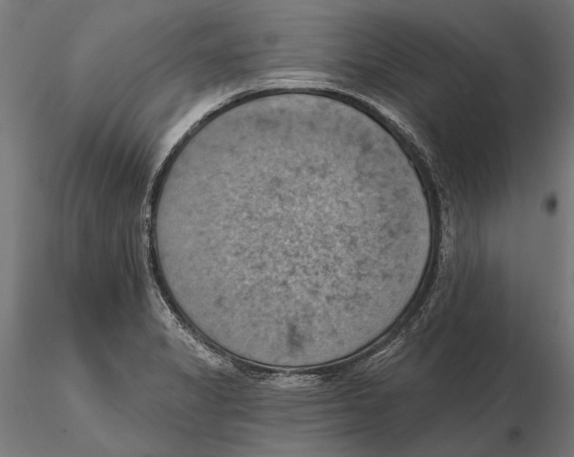 X0000115591325200912081040