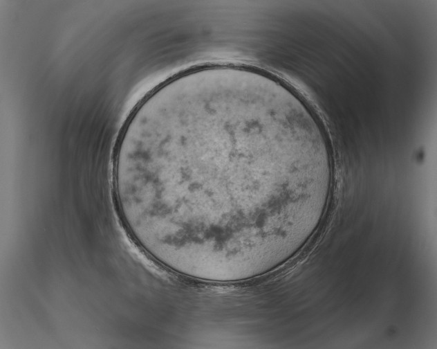X0000115591335200912081040