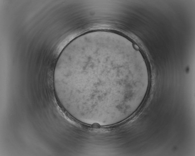 X0000115591337200912081040