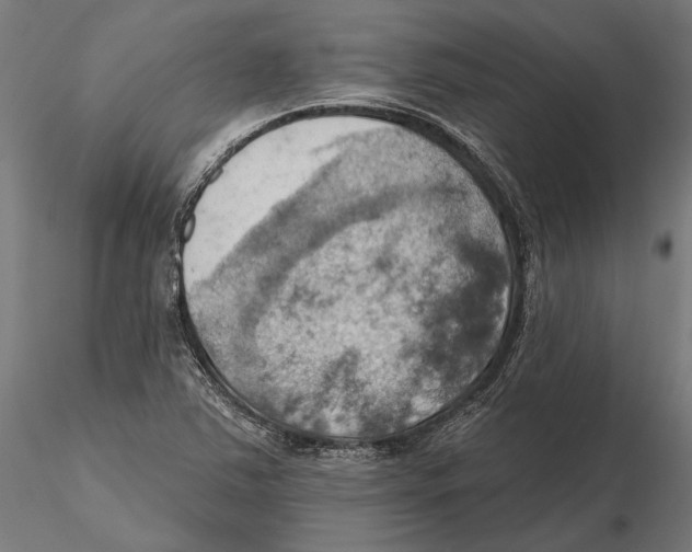 X0000115591363200912081039
