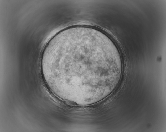 X0000115591367200912081039