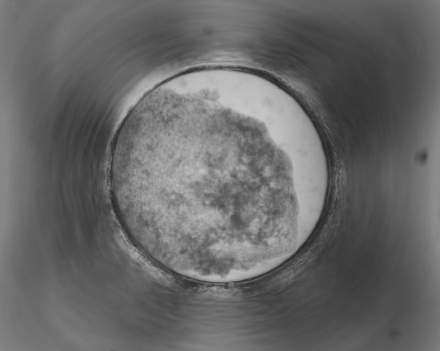 X0000115591374200912081039