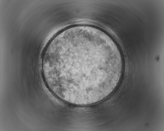 X0000115591376200912081039
