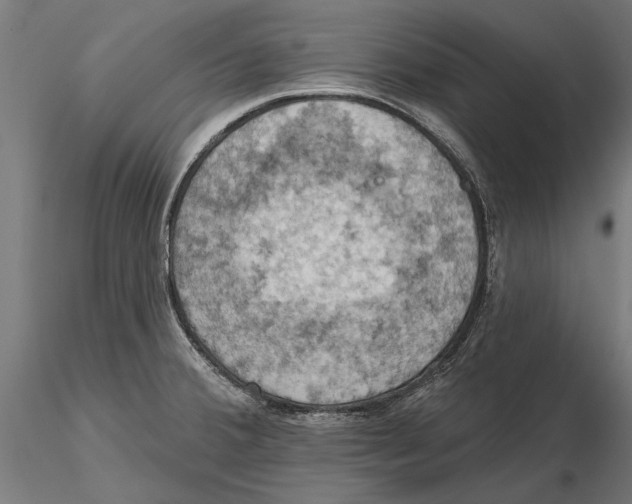 X0000115591380200912081039