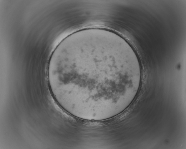 X0000115591382200912081039