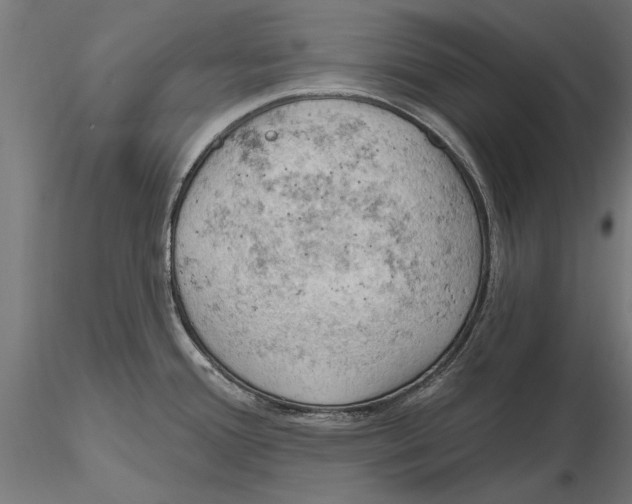 X0000115591388200912081039