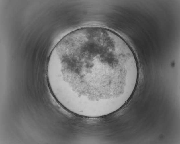 X0000115591390200912081039