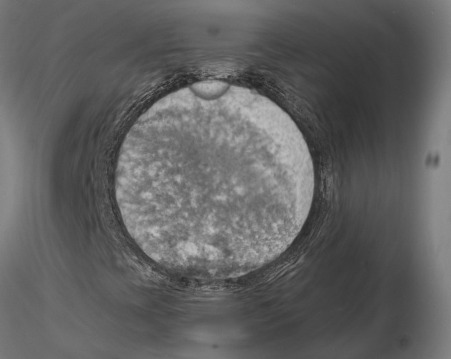 X0000115591393200912081038