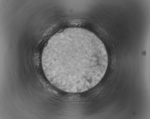 X0000115591394200912081038