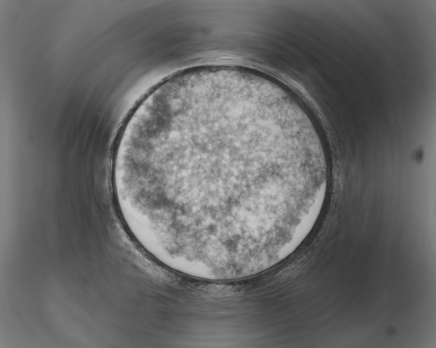 X0000115591424200912081039