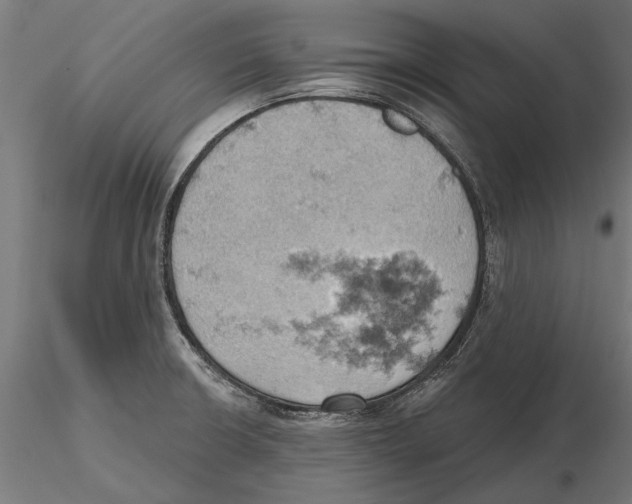 X0000115591426200912081039