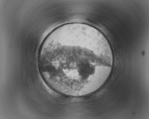 X0000115591430200912081039