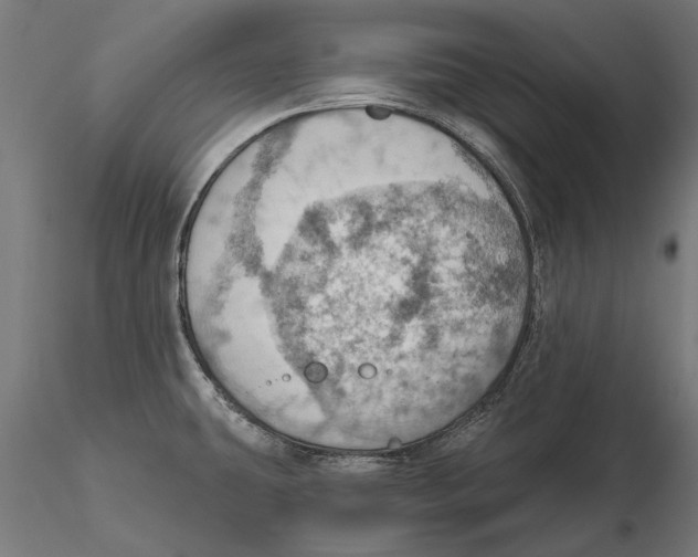 X0000115591431200912081039