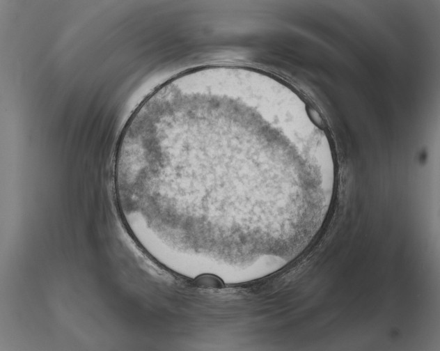 X0000115591432200912081039