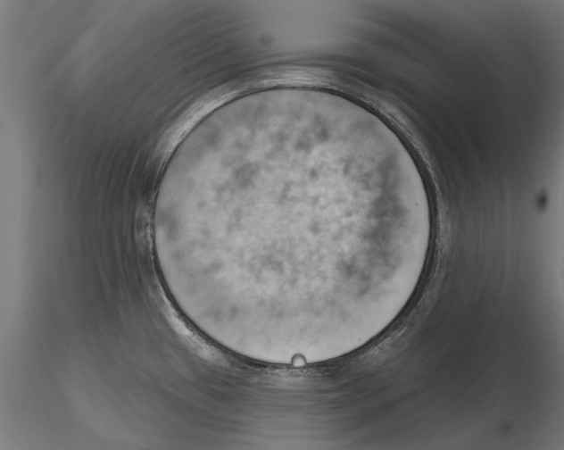X0000115591433200912081039