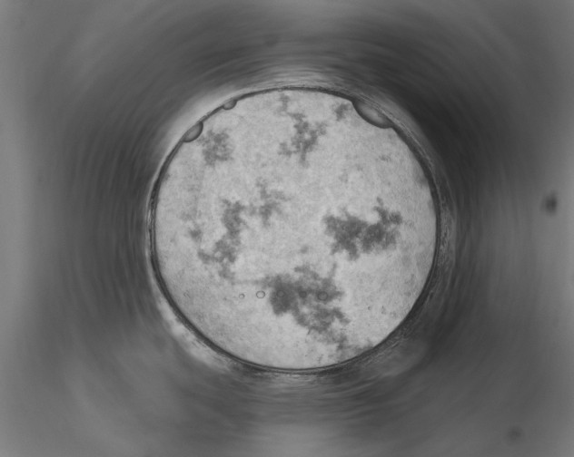 X0000115591439200912081039