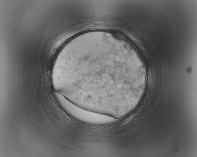 X0000115591453200912081038
