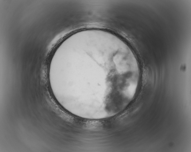 X0000115591454200912081038