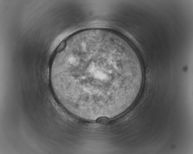 X0000115591461200912081038